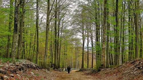 Trees in forest