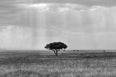 Tree on field against sky