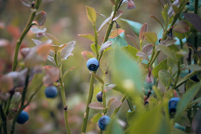 Close-up of fruits growing on plant