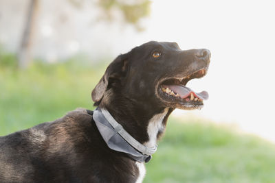 Close-up of beautiful black dog in nature