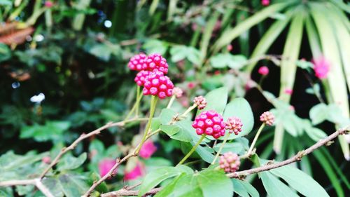 Close-up of red berries