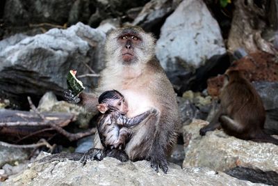 Monkeys sitting on rock