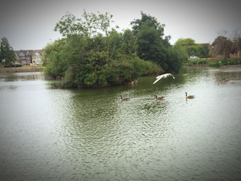 Calm lake with trees in background