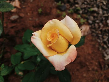 Close-up of rose flower