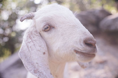 Close-up of a sheep