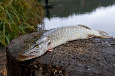 Close-up of fish in water