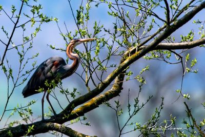 Bird perching on a branch