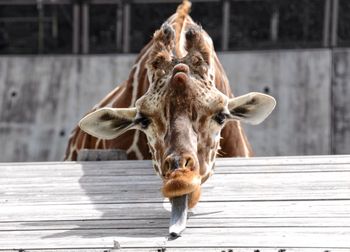 Close-up of giraffe sticking out tongue