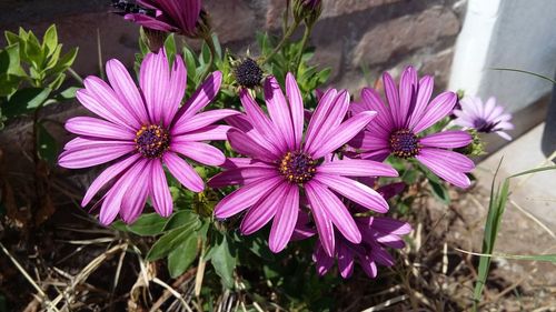 High angle view of purple flowers blooming outdoors