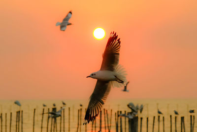 Low angle view of seagull flying against sky during sunset