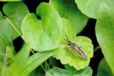 Close-up of insect on leaf