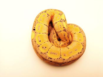 High angle view of lemon against white background