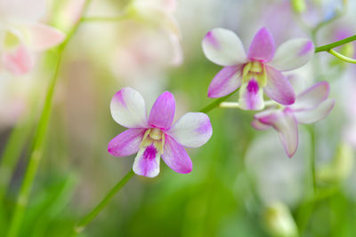 White orchid blooming in the garden. natural background.