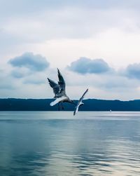 Seagull flying over sea against sky