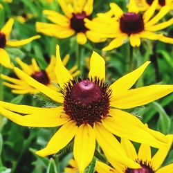 Close-up of yellow flower