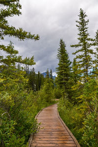 Boardwalk amidst trees in forest against sky