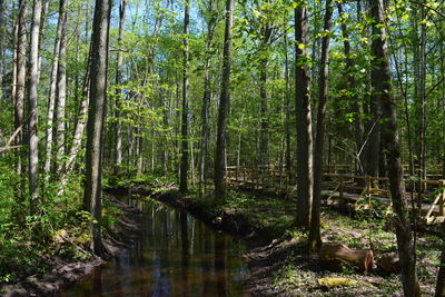 Trees in forest