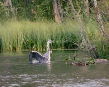 Swan swimming in lake