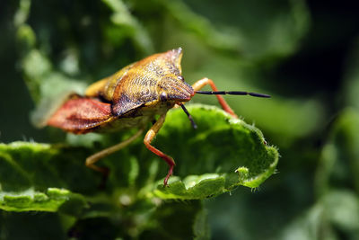 Close-up of insect on leaf