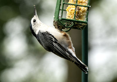 Close-up of bird perching on feeder