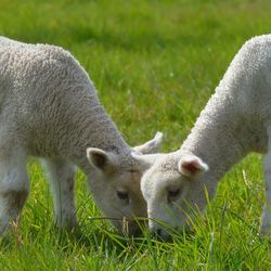 Close-up of sheep grazing on field