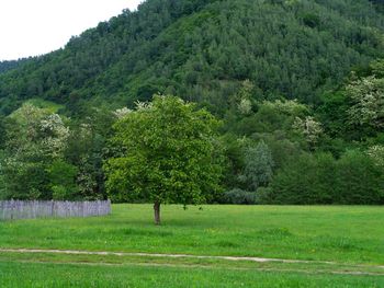 Scenic view of trees on field