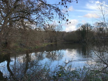 Scenic view of lake in forest against sky