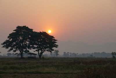 Trees on field against sky during sunset