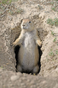 Prairie dog guarding his hole in theodore roosevelt national park in north dakota