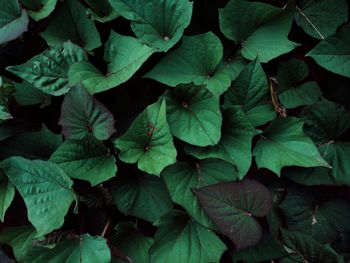 Full frame shot of leaves