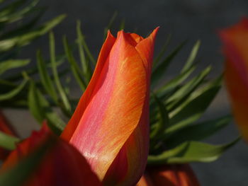 Close-up of red rose flower