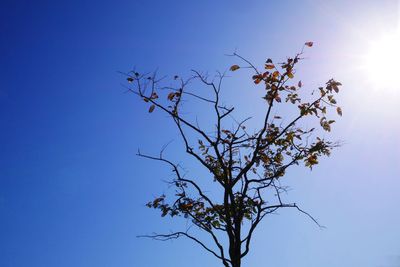 Low angle view of flowering plant against blue sky