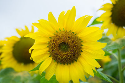 Close-up of yellow sunflower