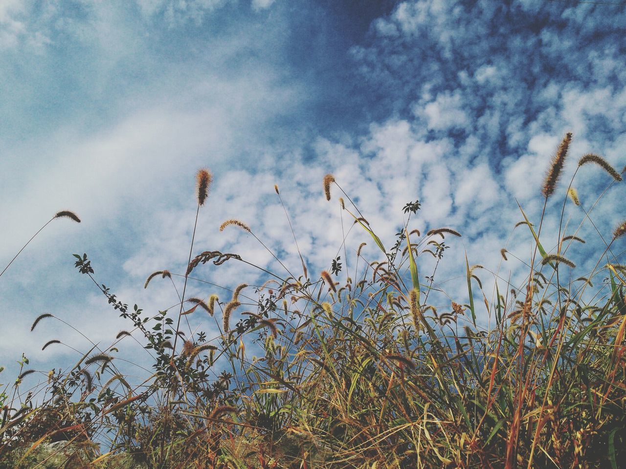 sky, low angle view, growth, cloud - sky, flower, nature, beauty in nature, plant, cloud, bird, cloudy, tree, day, outdoors, tranquility, freshness, no people, animal themes, fragility, blue