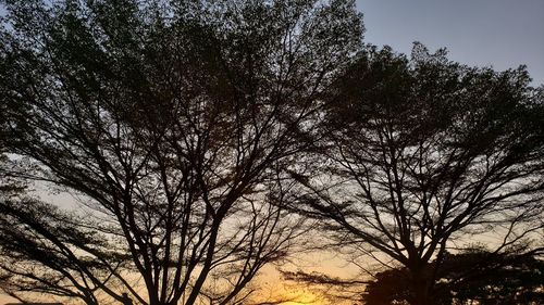 Low angle view of silhouette trees against sky during sunset