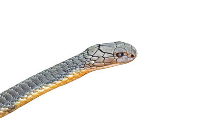 Close-up of a lizard on white background