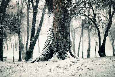 Bare trees in forest