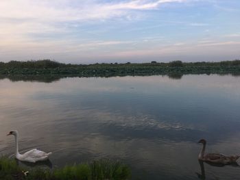 Swan swimming in lake against sky