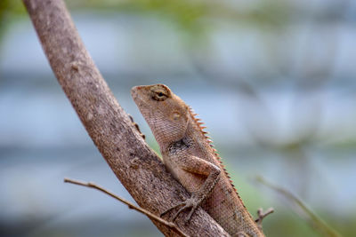 Close-up of a lizard on tree