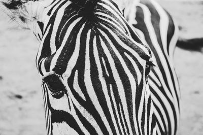 Close-up of zebra against sky