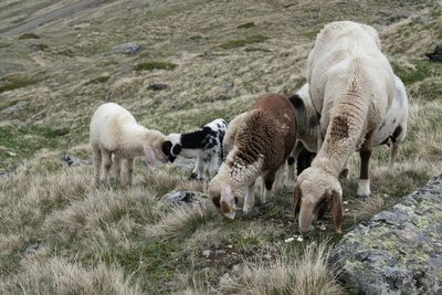 Sheep grazing in a field