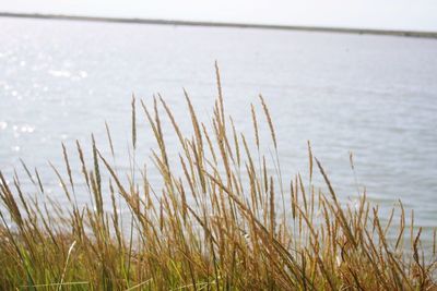Close-up of grass growing on lakeshore