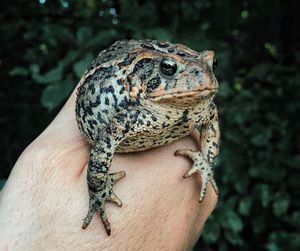 Close-up of lizard