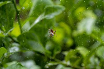 The spider is eating its prey while raining.