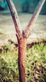 Close-up of tree trunk