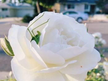 Close-up of rose blooming outdoors