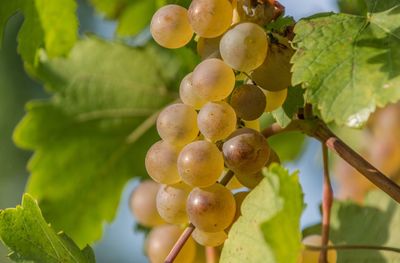 Close-up of grapes growing in vineyard