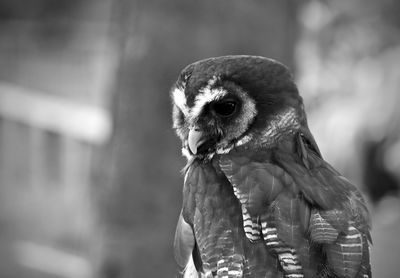 Close-up of a bird