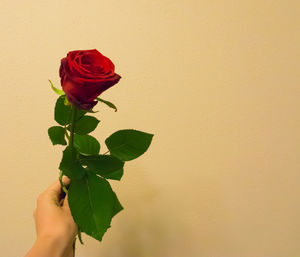 Close-up of rose roses against wall