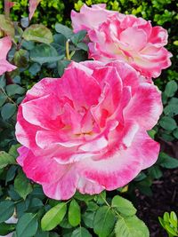 Close-up of pink rose